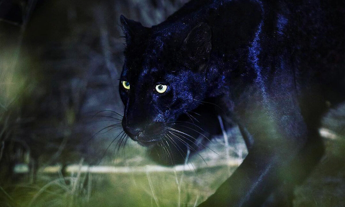 Un photographe amoureux des léopards noirs ébahi devant leur beauté majestueuse