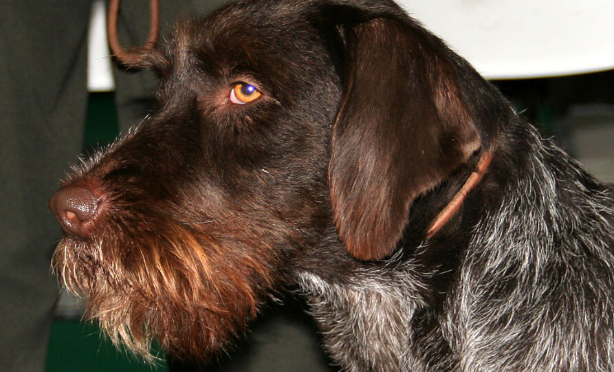«Une histoire de fou»: 10 ans après avoir été volé, un chien retrouvé à plus de 500 km de chez lui