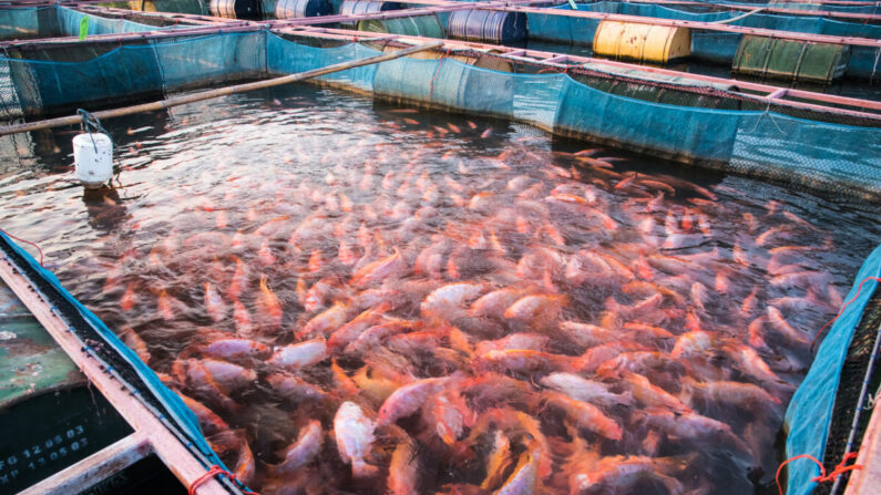 Alors que certaines petites fermes piscicoles offrent une nourriture sûre et nutritive, de nombreuses fermes piscicoles de taille industrielle vendent des poissons drogués, malades et surmenés. (rherecoach/Shutterstock)