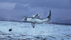 [Vidéo] Une colonie d’otaries riposte et attaque un requin menaçant