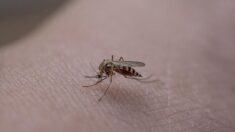 Gard: piquée plus de 200 fois par des moustiques, elle finit en arrêt de travail suite à une violente réaction