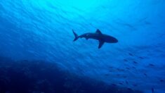 Un requin bleu sème la panique sur une plage d’Espagne (vidéo)