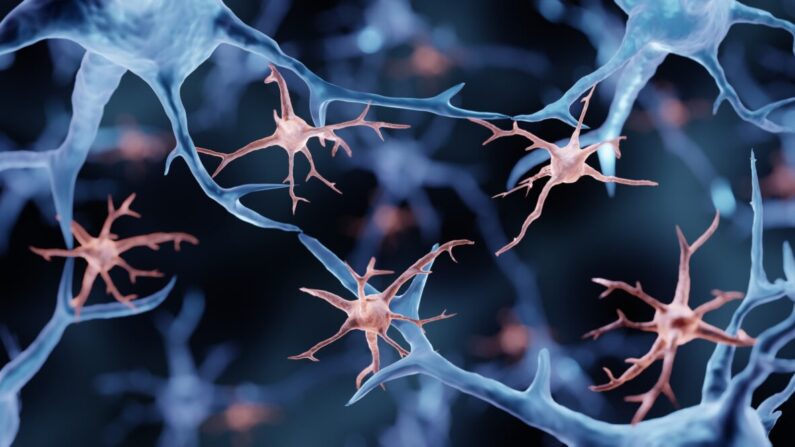 Les cellules qui éliminent les plaques d'Alzheimer du cerveau suivent un rythme circadien de 24 heures. Par ART-ur/Shutterstock
