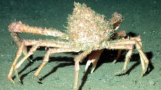 Des milliers d’araignées de mer envahissent une plage au Royaume-Uni