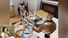 Une femme sauve deux bébés lynx d’un élevage spécialisé dans la fourrure et les élève avec des chevaux, des renards et 15 chiens