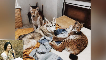 Une femme sauve deux bébés lynx d’un élevage spécialisé dans la fourrure et les élève avec des chevaux, des renards et 15 chiens