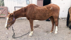 Un cheval âgé sur le point d’être vendu à des bouchers au Mexique est sauvé et se porte bien grâce à des soins attentionnés