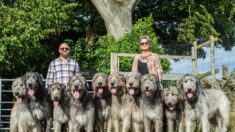 « Ce sont des chiens très affectueux »: un couple partage une maison de campagne avec 10 grands chiens lévriers irlandais