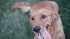 Les chiens pleurent de joie lorsqu’ils retrouvent leur maître, selon une étude