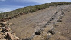 États-Unis : la sécheresse laisse apparaître des traces de dinosaures datant de « 113 millions d’années »