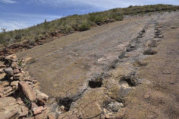 Des traces de pas de dinosaures probablement vieilles d'environ 113 millions d'années ont été découvertes dans le lit d'une rivière asséchée dans le Texas. (Photo : AIZAR RALDES/AFP via Getty Images)