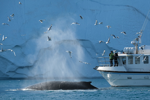 Au Groenland, le réchauffement des eaux pourrait avoir un impact négatif sur la population locale de poissons et de baleines. Photo de Sean Gallup/Getty Images.