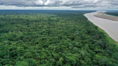La Colombie propose un fonds international pour que les paysans protègent l’Amazonie