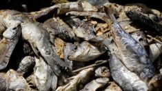 Loire : onze tonnes de poissons découverts asphyxiés dans un étang à cause de la sécheresse