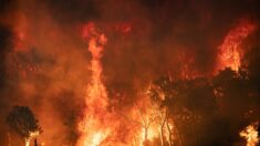 Incendies en Algérie : 26 morts et plusieurs dizaines de blessés dans les feux de forêt