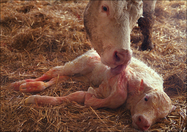 Rhône: une vache donne naissance à un veau à deux têtes dans une exploitation des Monts du Lyonnais