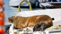 Norvège : le morse Freya, star du fjord d’Oslo, a été  euthanasié