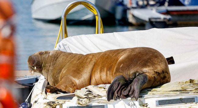 Le morse Freya, star du fjord d'Oslo sur un bateau à Frognerkilen  en Norvège, le 19 juillet 2022. (Photo : TOR ERIK SCHRDER/NTB/AFP via Getty Images)