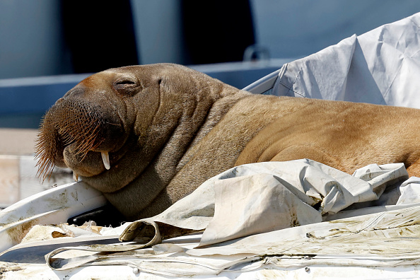 Cette jeune femelle morse de 600 kilos, surnommée Freya fait l'admiration des curieux. (Photo : TOR ERIK SCHRDER/NTB/AFP via Getty Images)