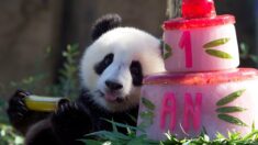Zoo de Beauval : les jumelles pandas ont fêté leur un an devant leurs fans