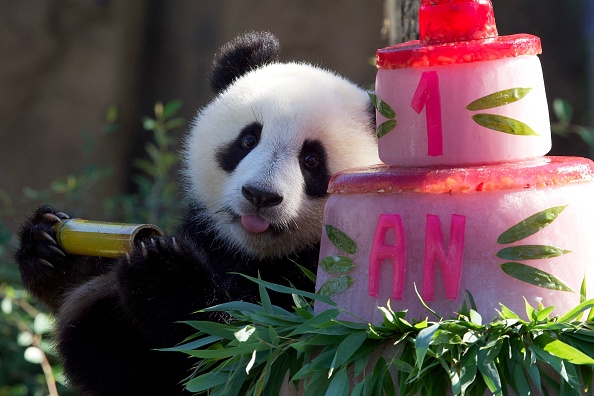 La petite panda Huanlili assise à côté de son premier gâteau d'anniversaire au parc zoologique de Beauval à Saint-Aignan, le 2 août 2022. (Photo : GUILLAUME SOUVANT/AFP via Getty Images)