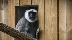 Incendies en Gironde : les animaux évacués regagnent peu à peu le zoo d’Arcachon