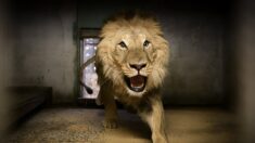 Ghana :  dans le zoo d’Accra un lion tue un homme entré dans son enclos