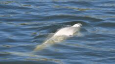 Béluga égaré dans la Seine : les espoirs de le sauver s’amenuisent