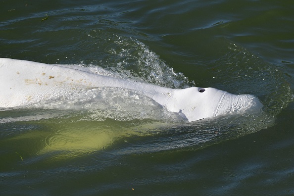 Le béluga égaré dans le Seine se trouve dans l'écluse de Saint-Pierre-La-Garenne dans l'Eure, à plus de 130 km de l'embouchure de la mer. (Photo : JEAN-FRANCOIS MONIER/AFP via Getty Images)