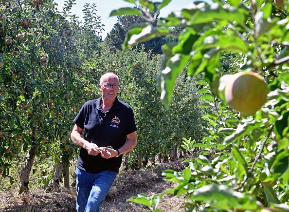 L'arboriste français Guillaume Seguin, qui produit des pommes et des poires, inspecte les arbres de son verger, dans une année marquée par la sécheresse et la canicule à Dampleux le 8 août 2022. Photo FRANCOIS LO PRESTI/AFP via Getty Images.