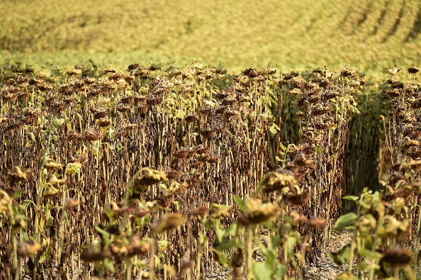 Des tournesols desséchés dans un champ à Montaut, dans le sud-ouest de la France, le 9 août 2022. (Photo : GAIZKA IROZ/AFP via Getty Images)