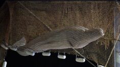 Béluga égaré dans la Seine : l’animal est en route vers Ouistreham dans le Calvados