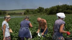 L’agriculture sous les tirs dans l’est de l’Ukraine