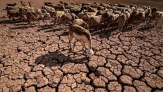Maroc : face au manque d’eau, des villageois entre larmes et fatalisme