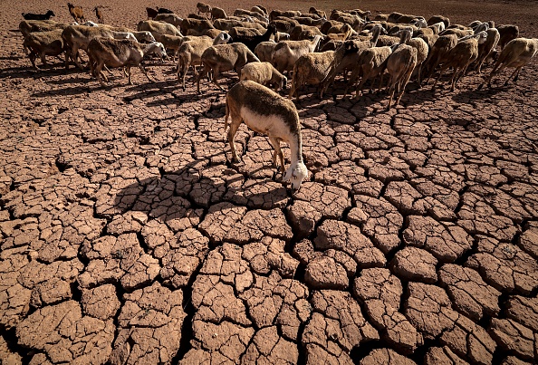 Un troupeau de moutons marche sur de la terre fissurée au barrage d'al-Massira dans le village d'Ouled Essi Masseoud, à environ 140 kilomètres (85 miles) au sud de la capitale économique marocaine Casablanca, le 8 août 2022 au milieu de la pire sécheresse du pays depuis au moins quatre décennies..
(Photo FADEL SENNA/AFP via Getty Images)