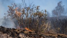 Incendie en forêt de Brocéliande : un garçon de 12 ans reconnaît avoir allumé des feux