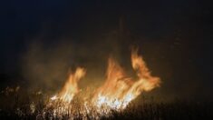 Haute-Vienne : une sexagénaire sera jugée pour 20 départs de feu depuis 2019