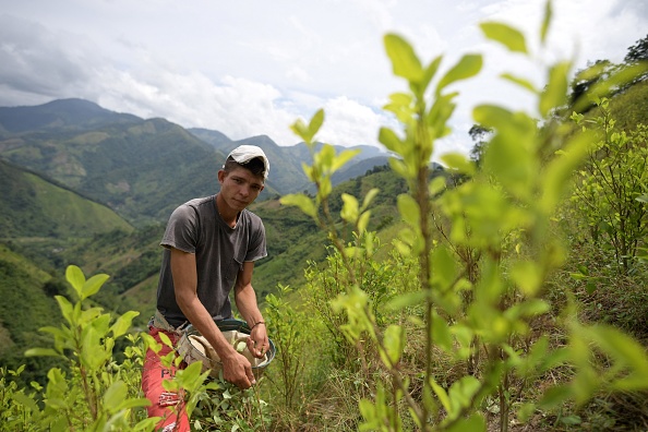 Eiber Andrade, recueille des feuilles de coca à Catatumbo, Colombie, le 20 août 2022. Photo de Raul ARBOLEDA / AFP via Getty Images.