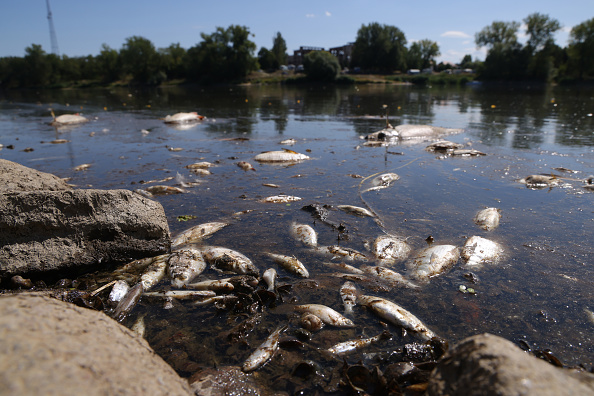  Des dizaines de milliers de poissons ont été retrouvés morts ces derniers jours le long du fleuve Oder, qui forme la frontière entre l'Allemagne et la Pologne. (Photo : Sean Gallup/Getty Images)
