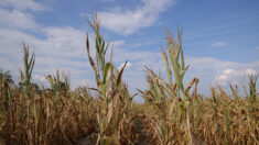 Pas-de-Calais: un agriculteur découvre une décharge sauvage dans son champ de maïs
