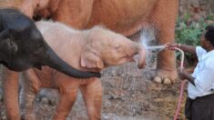 Birmanie: naissance rare d’un éléphant blanc, symbole de bonne fortune
