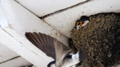 Des habitants de Tournefeuille détruisent des nids d’hirondelles, la mairie leur rappelle que c’est interdit
