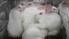 Des lapins à l’agonie dans un grand élevage d’Ille-et-Vilaine, L214 porte plainte