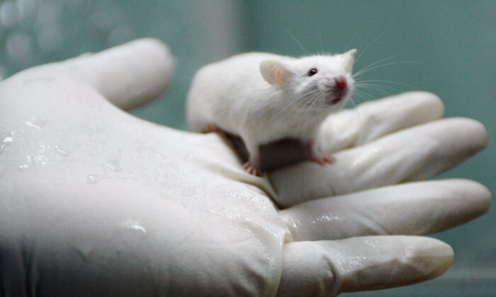 Rat blanc présenté au laboratoire central de biothérapie de l’Hôpital de la Chine occidentale de l'Université du Sichuan, à Chengdu, le 3 août 2005. (China Photos/Getty Images)
