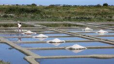 «Même les anciens disent qu’ils n’ont jamais vu autant de sel aussi tôt!»: de Guérande à Noirmoutier, une année exceptionnelle pour les paludiers
