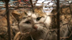 Chine : 150 chats destinés à la consommation humaine sauvés de la marmite