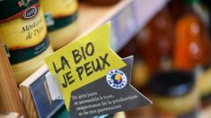 Moutarde: malgré les bons rendements de la filière française, «ça ne va pas changer fondamentalement les choses»