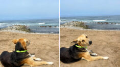 L’histoire émouvante d’un chien assis tout seul, le regard fixé sur la mer: «Cela m’a brisé le cœur»