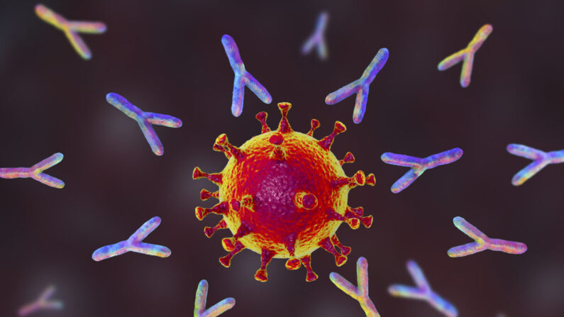 Illustration des anticorps (en forme de Y) réagissant à une infection par le nouveau coronavirus SARS-CoV-2. (Getty Images)