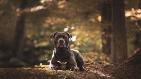 Abandonné par son maître pendant 3 semaines,  le chien Weedy est décédé quelques jours après avoir été hospitalisé